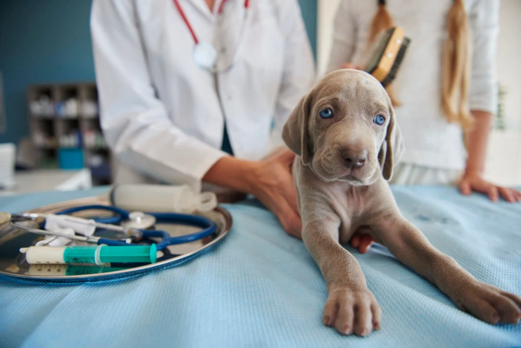 Formacion y especializacion veterinaria