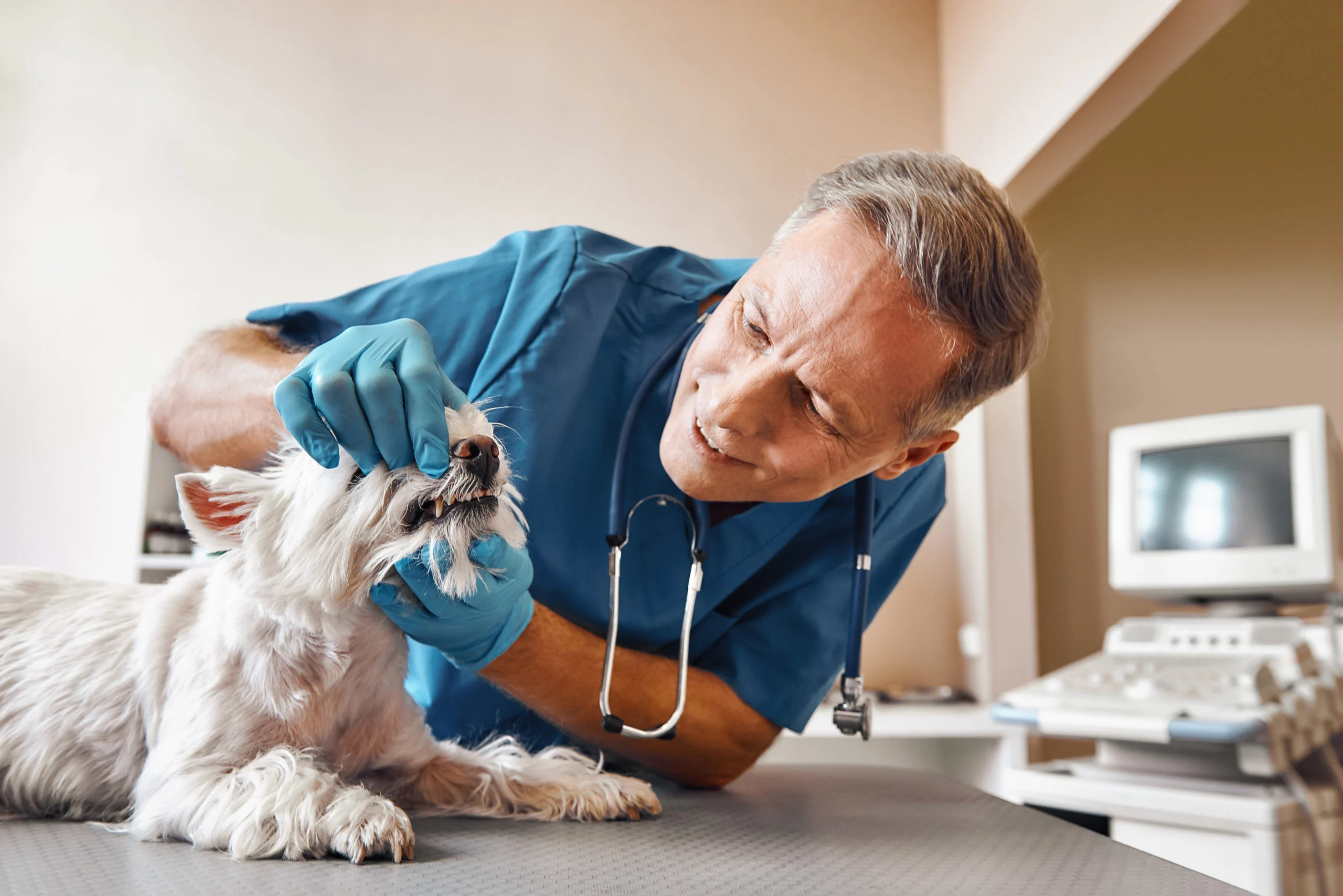 Odontologia Veterinaria Importancia de la odontologia veterinaria